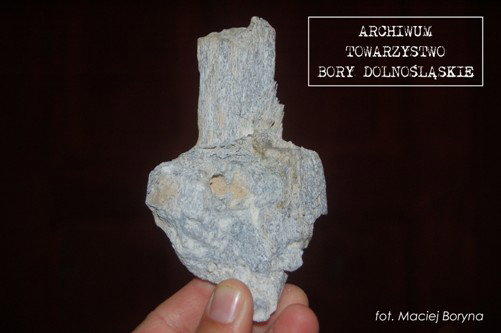 skamienialosc_bory_dolnoslaskie_2011