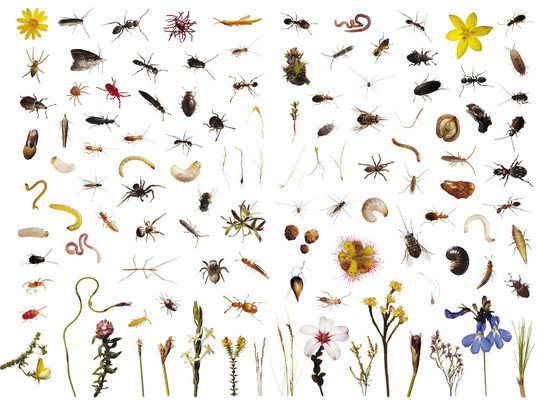 Fynbos_9b_01_9cefe53a02