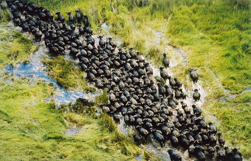 Botswana_71285475