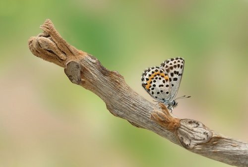 motyl_01