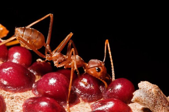 06_carb_source_red_bugs_20b0a13972