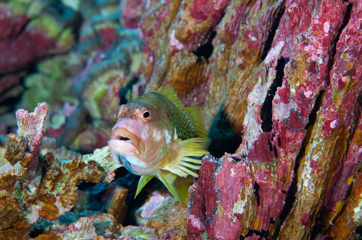 02_halfspotted_hawkfish_714