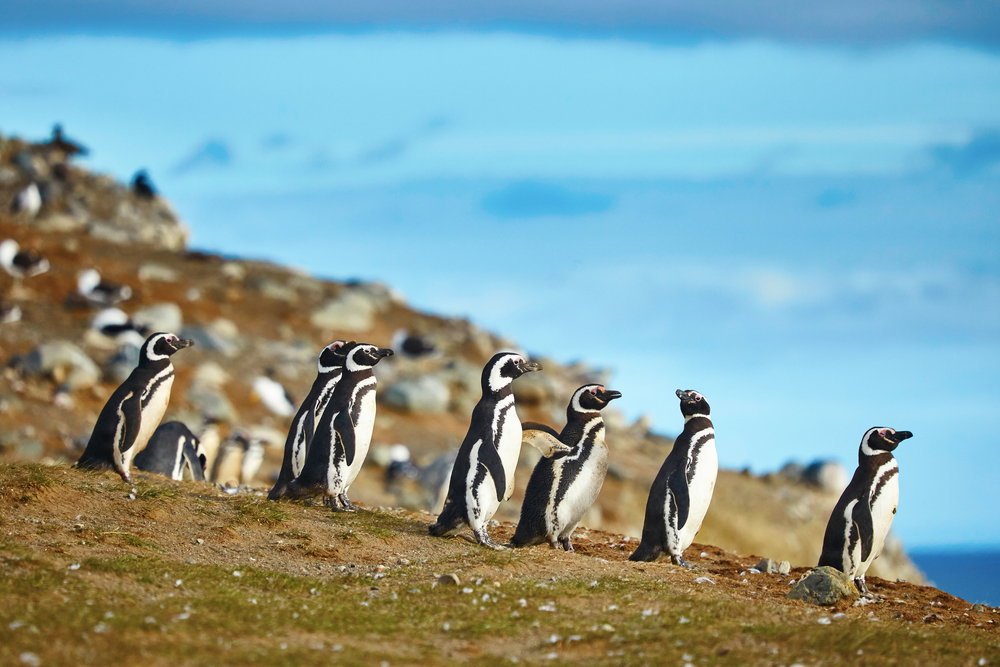 Patagonia