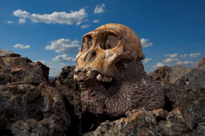 01_juvenile_male_skull_714