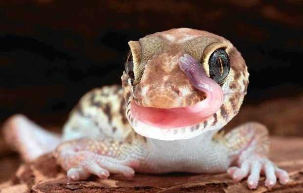 Wyłapują porzucone żółwie i inne gady i płazy, dając im nowy dom. Egzotarium działające przy schronisku dla zwierząt w Lublinie to jedno z niewielu takich miejsc w Polsce