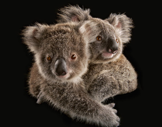 Puszysty symbol Australii jest zagrożony. Czy państwu uda się ocalić malejącą społeczność koali?