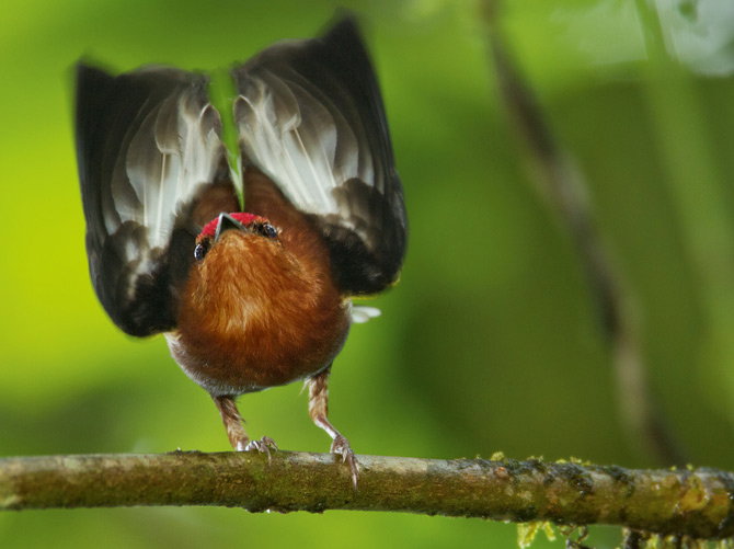 01-club-winged-manakin-makes-music-670