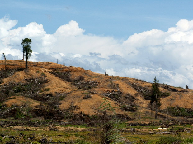 Dżungla Borneo wycięta pod uprawy palm