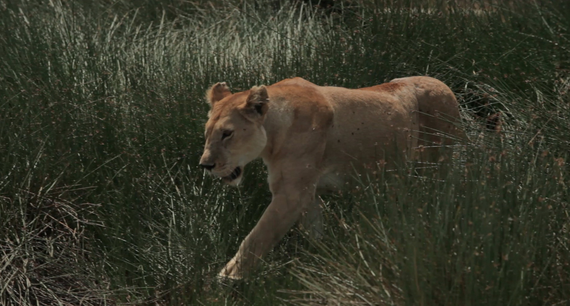 Drapieżnik: Gepard