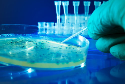 Bakteryjny test światła