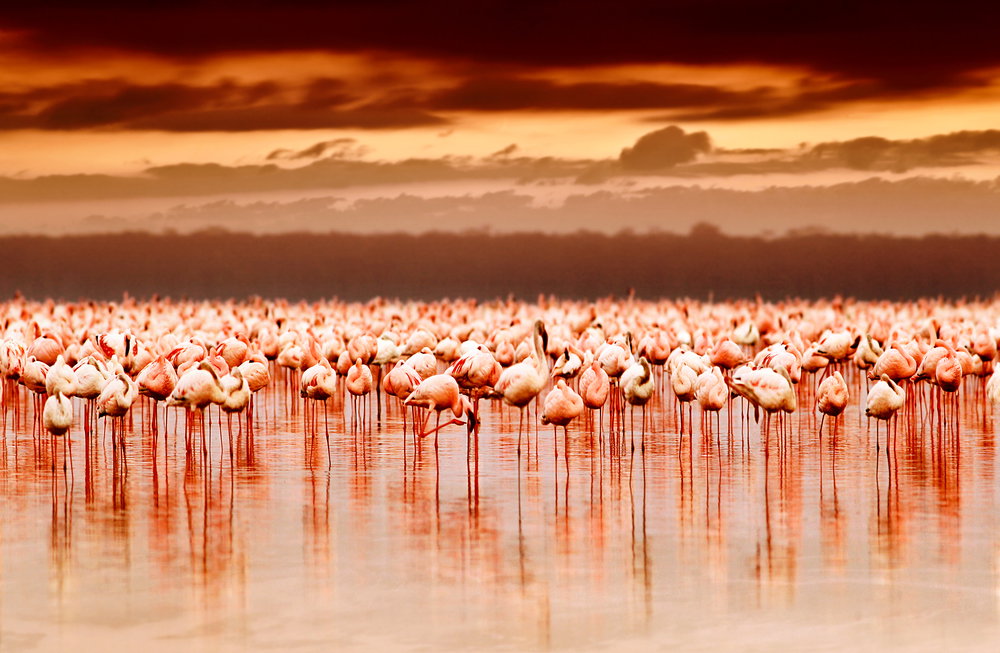 flamingi_01
