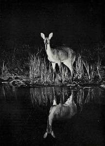 Nocne łowy