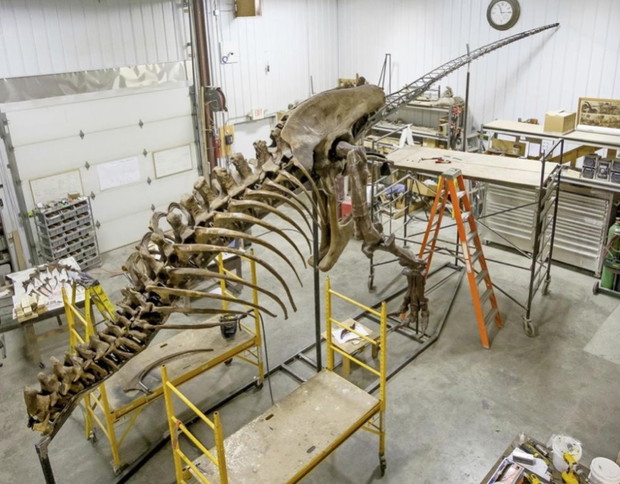 #3. Najstarszy pasażer świata – 65 milionów lat – szkielet dinozaura T-rex