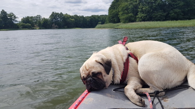 Ona, on, mops i kajak. Dmuchane canoe to ich sposób na podróżowanie
