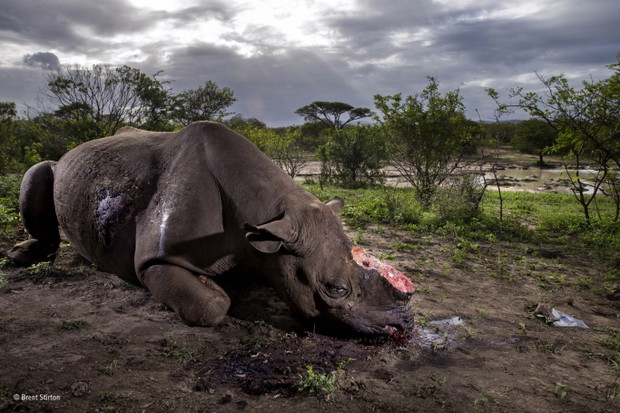 Zwycięzca konkursu - Wildlife Photographer of the Year 2017