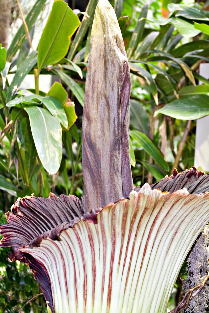 corpse_flower