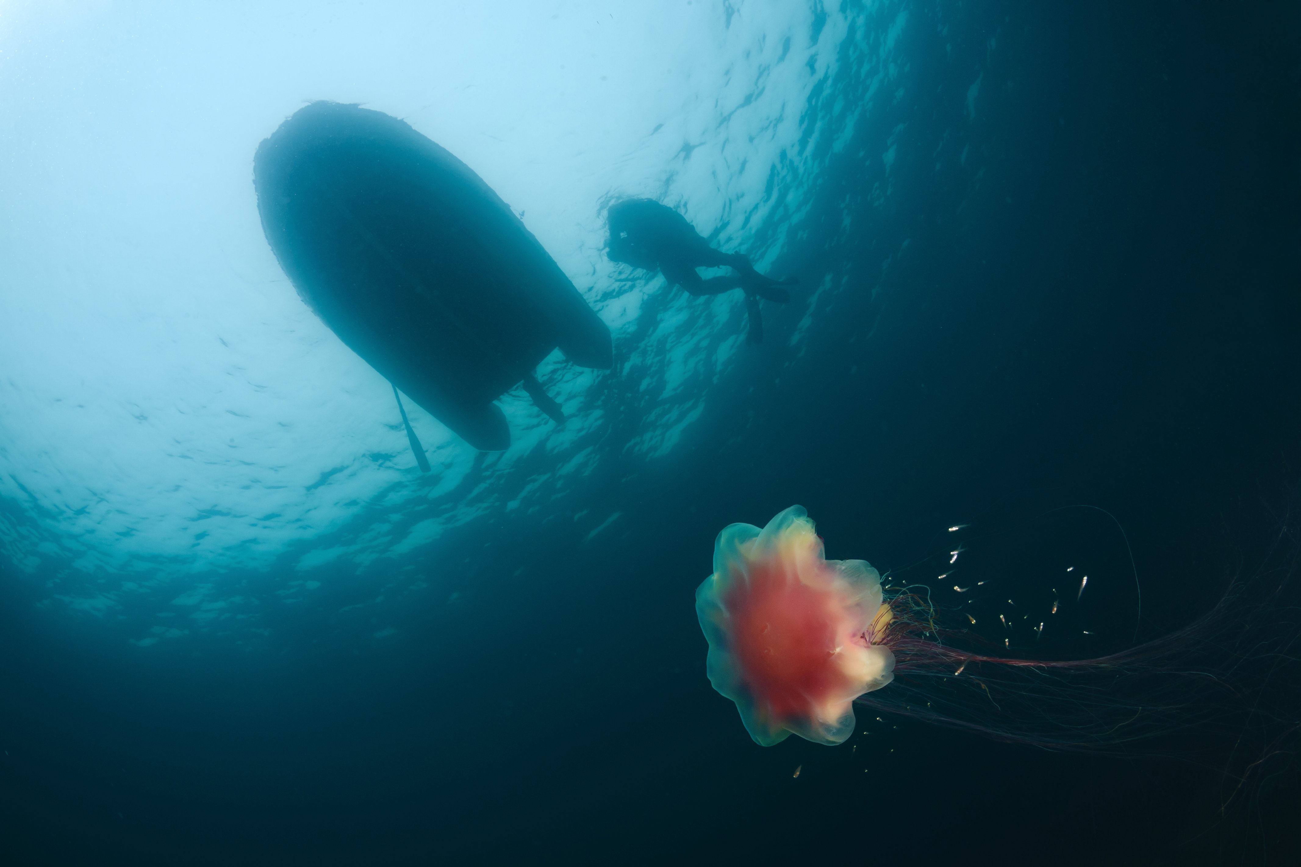 meduza