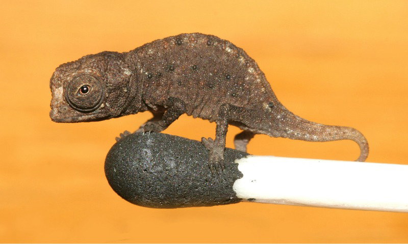 kameleon