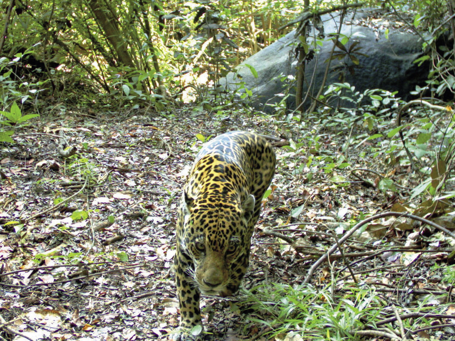 Jaguar_IMG_0278-R47-Jaguar1_opt