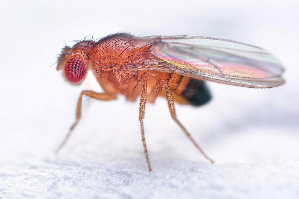 Drosophila melanogaster