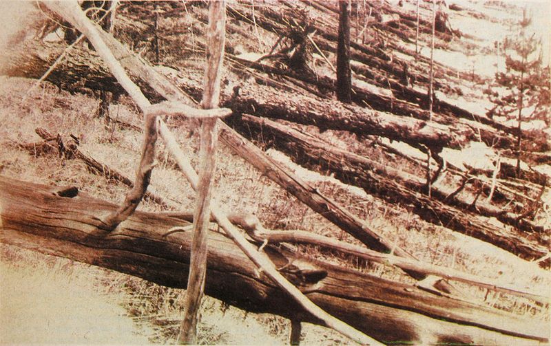 Tunguska_event_fallen_trees