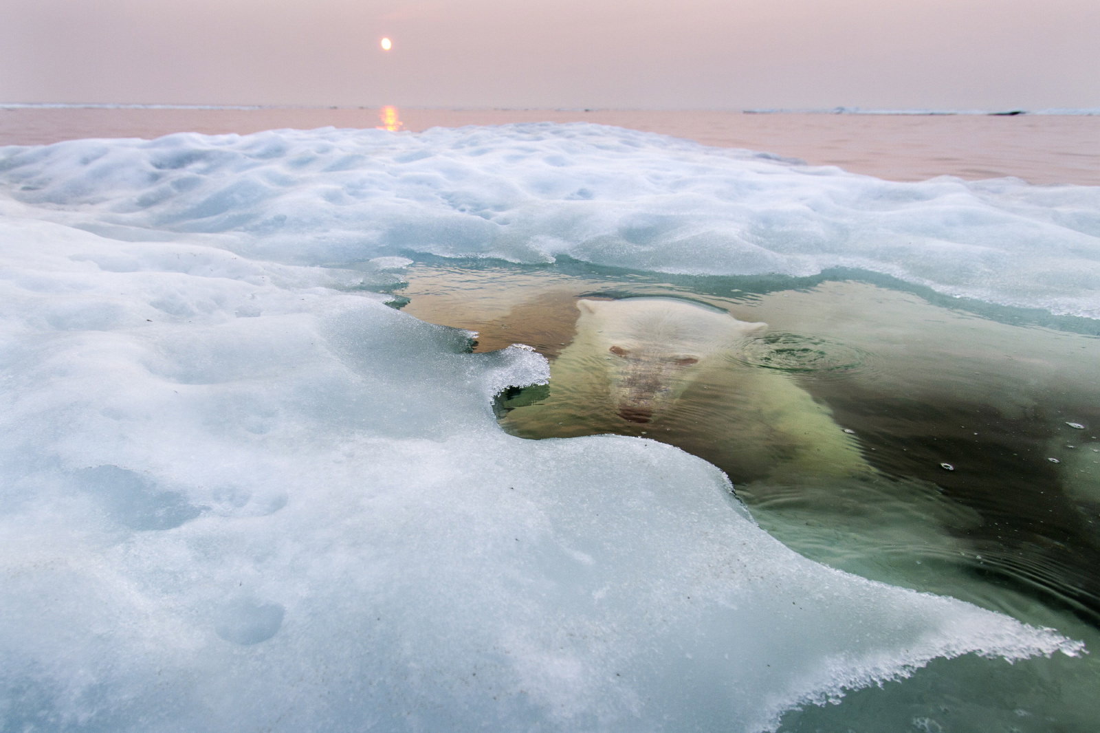ngpc2013-grandprize-nature-winner