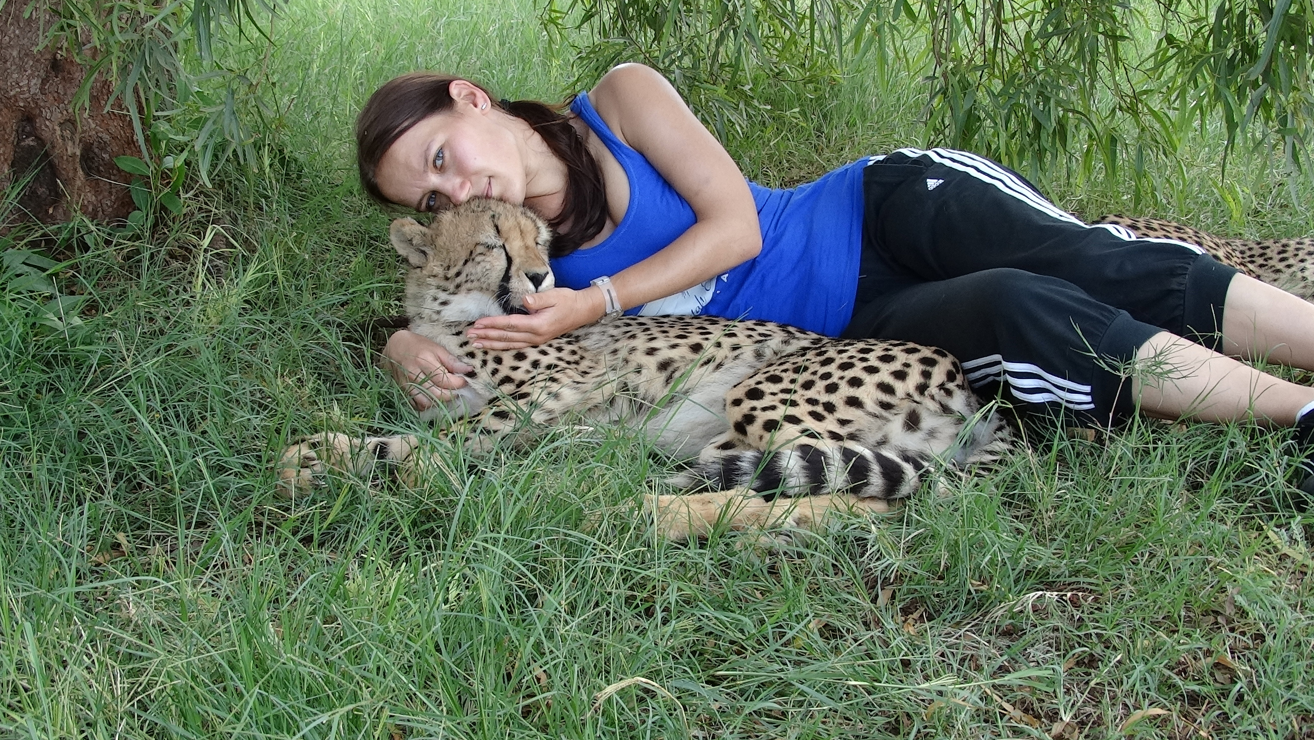 gepard