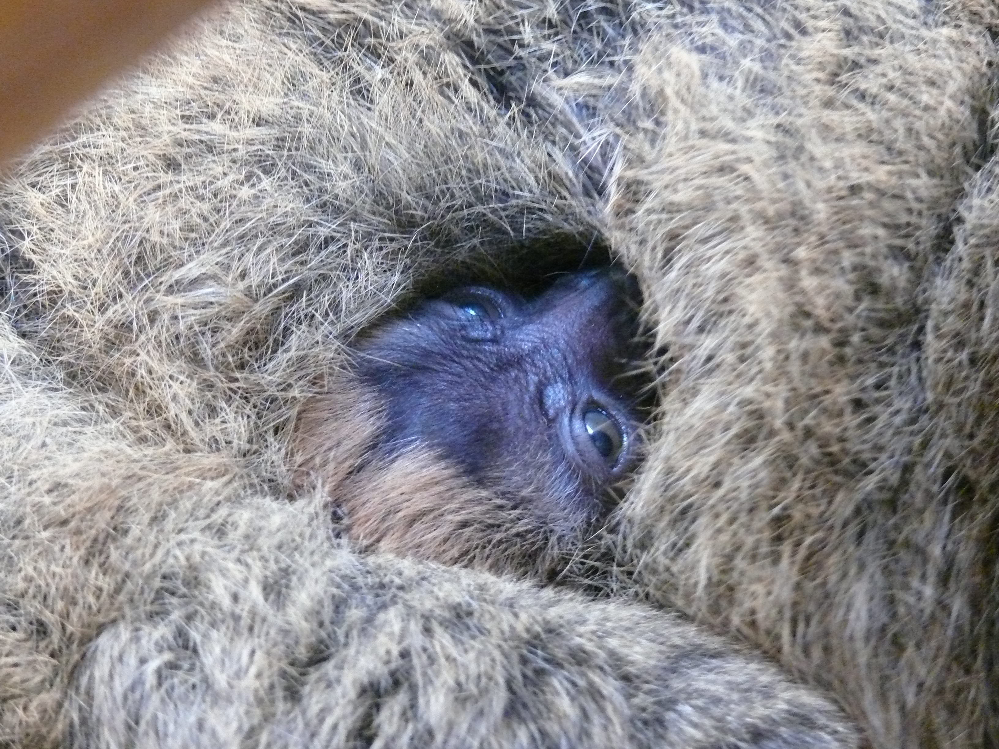 lemur