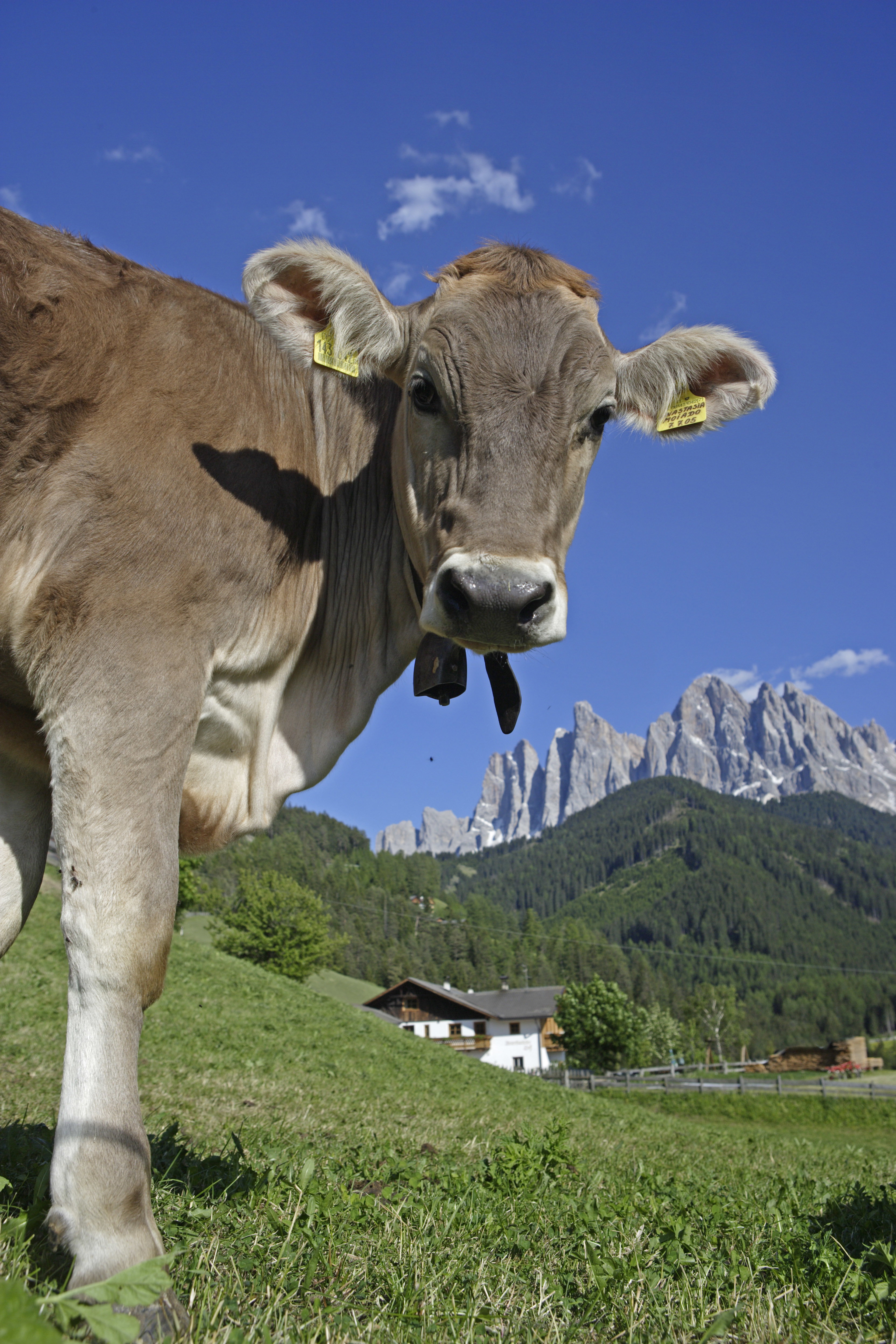 Roter_Hahn__22_