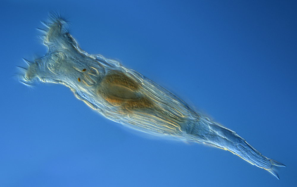 iow-rotifer