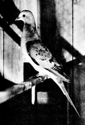 Passengerpigeon