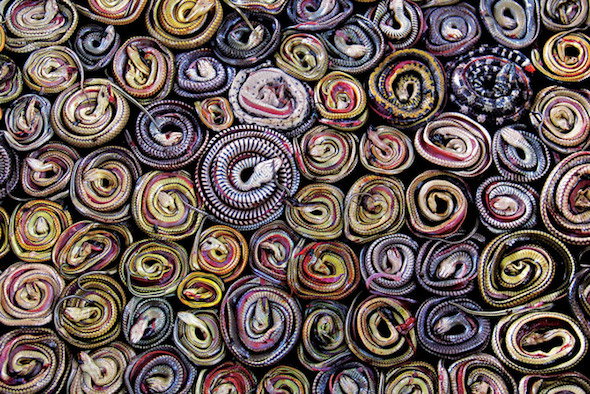 1214-indonesia-dead-snakes-coiled-market-670