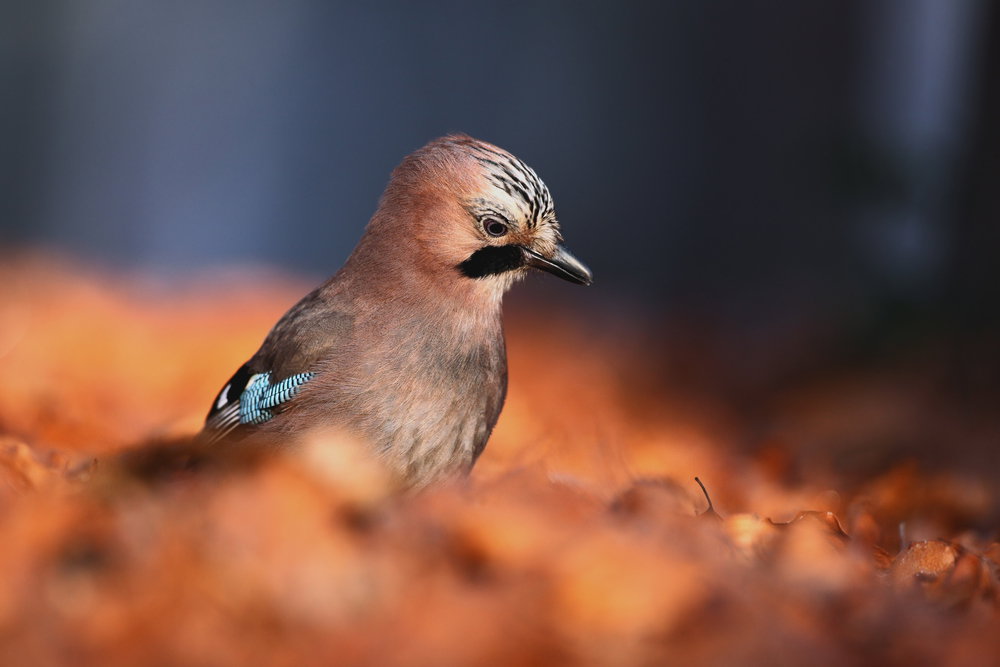 shutterstock_242585917
