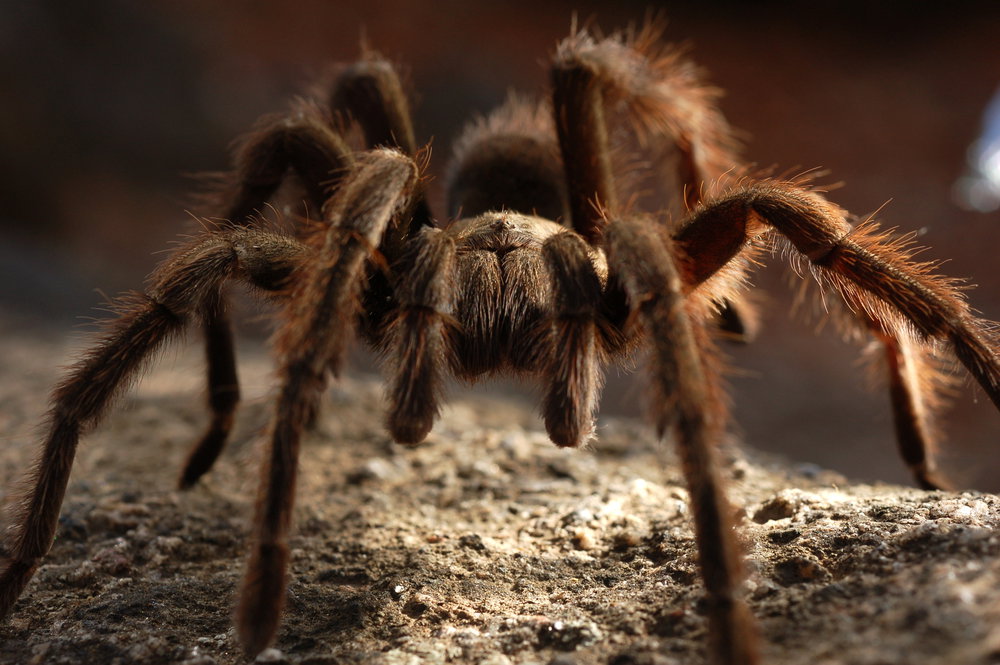 tarantula