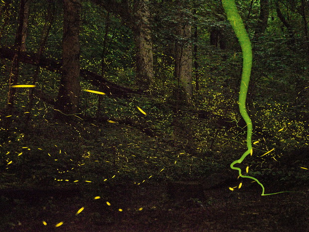 01-tennessee-fireflies-890