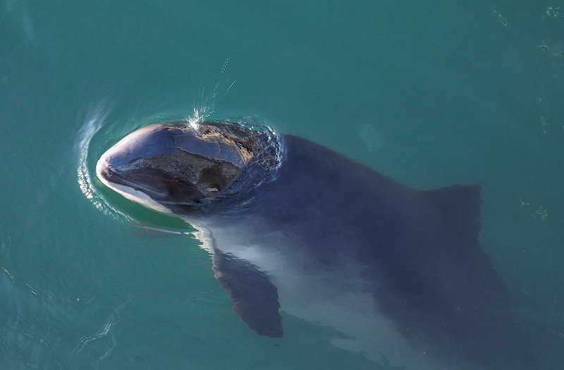 porpoise