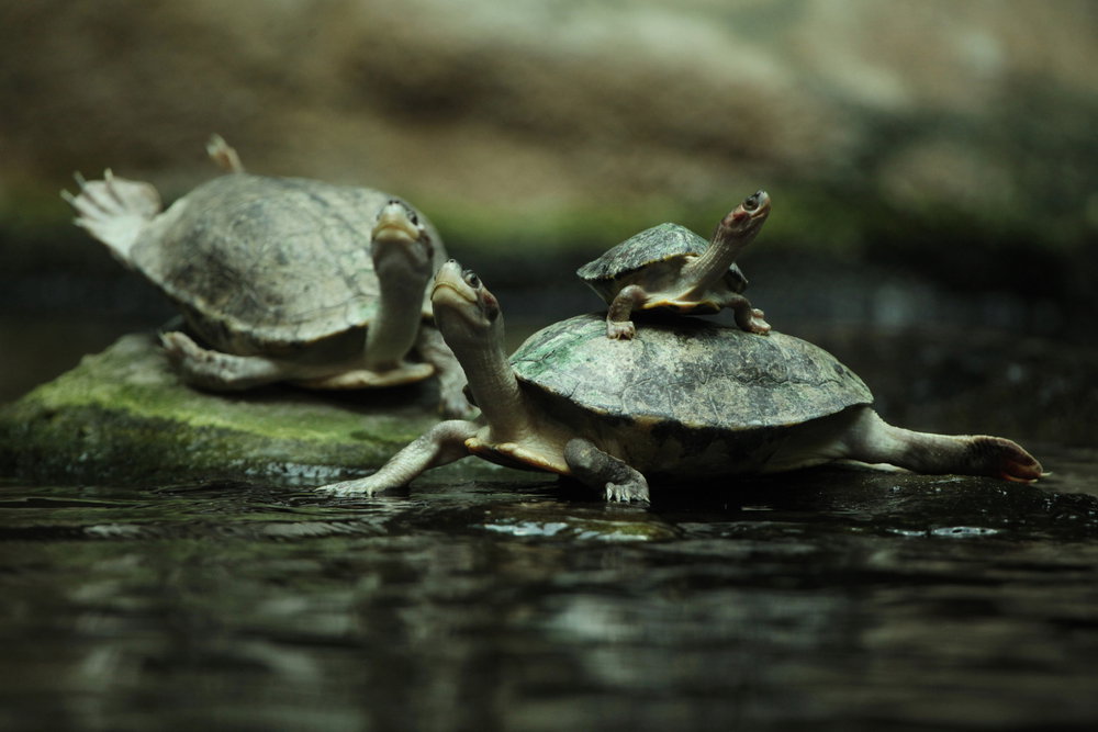 shutterstock_288566492