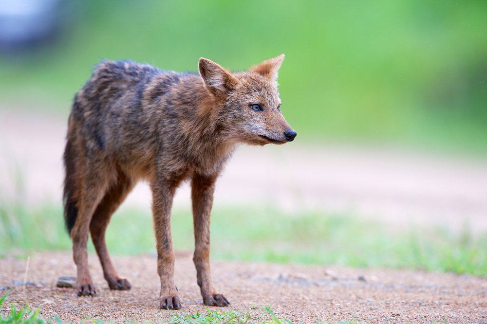 shutterstock_155821439