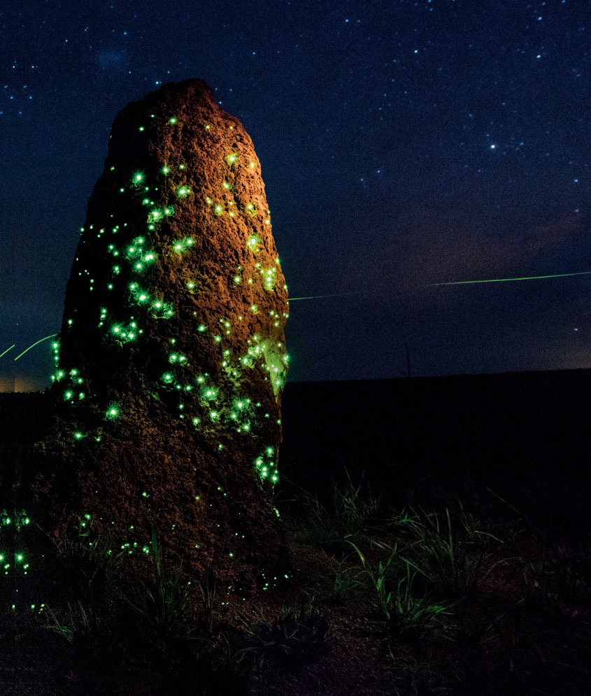 Bioluminescencja