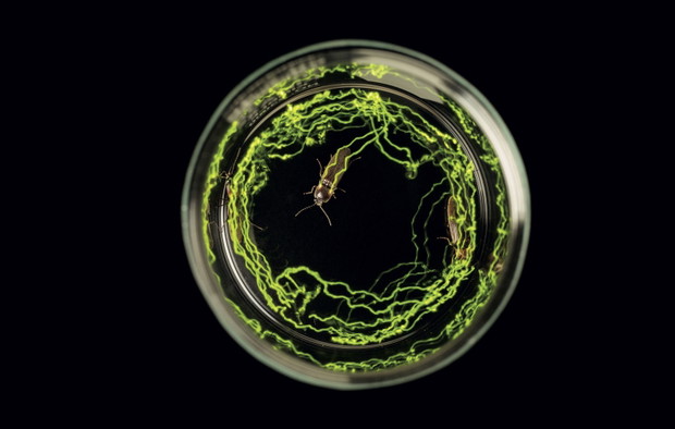 Bioluminescencja