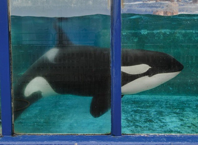 orka