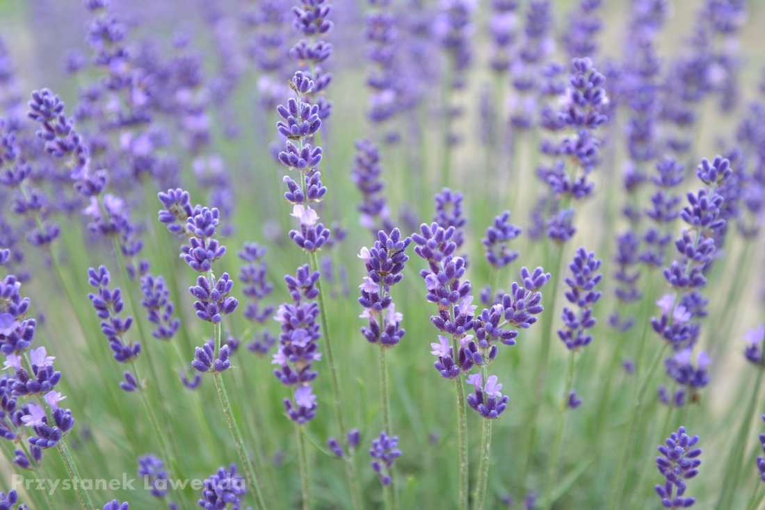 lawenda1