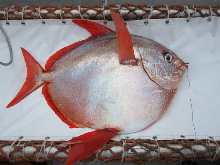 strojnik