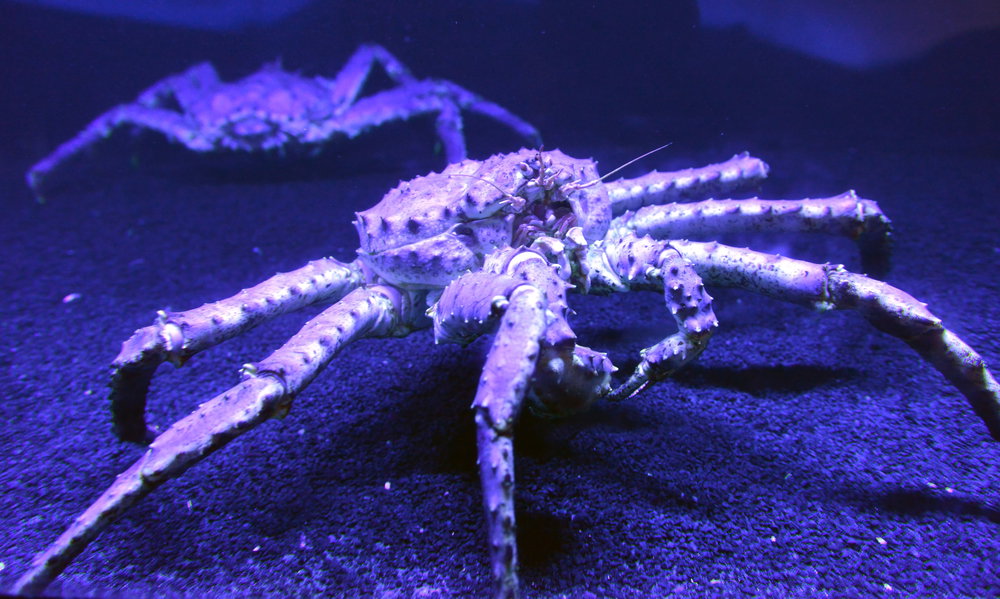Krab