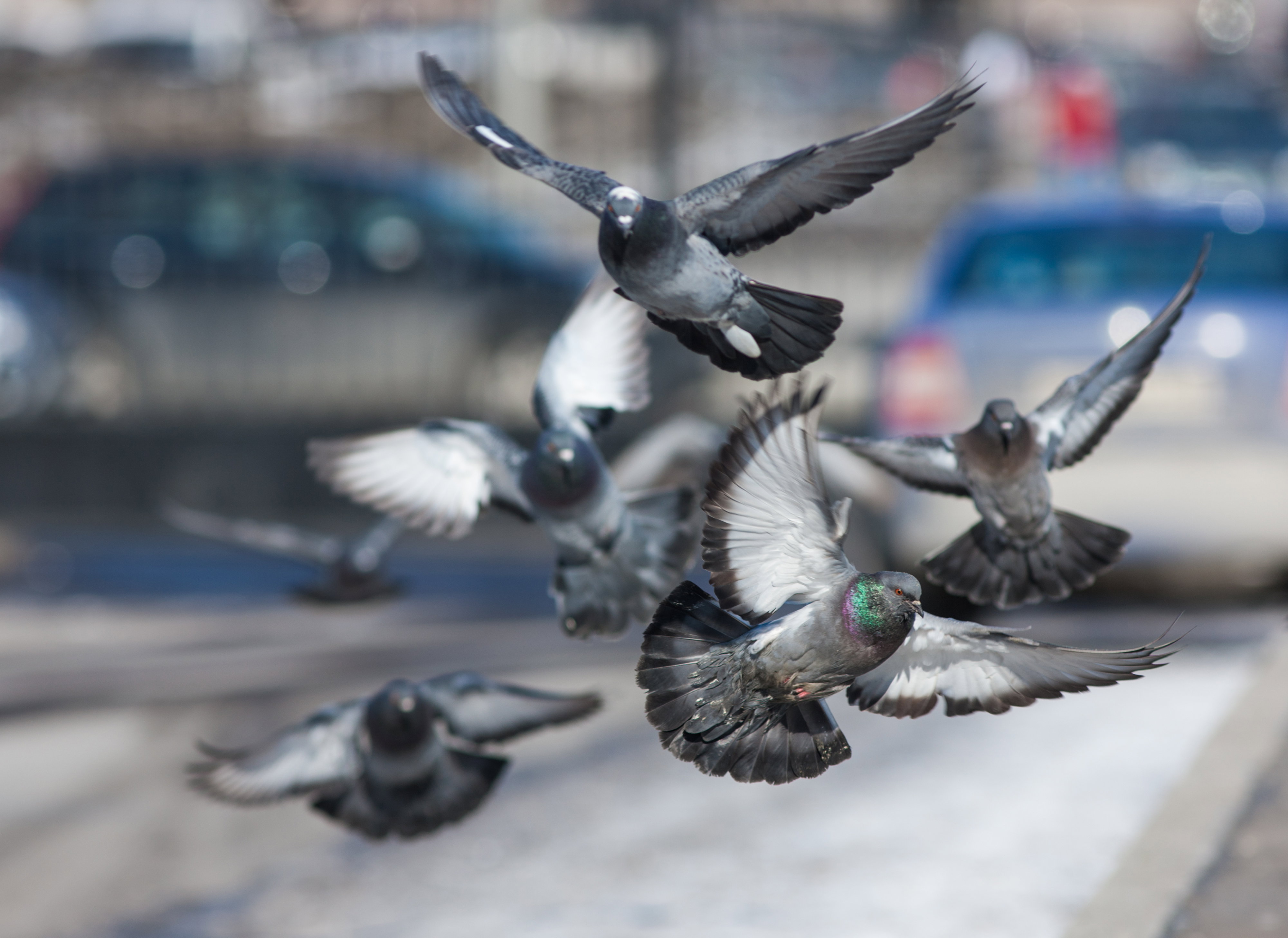 shutterstock_132548732