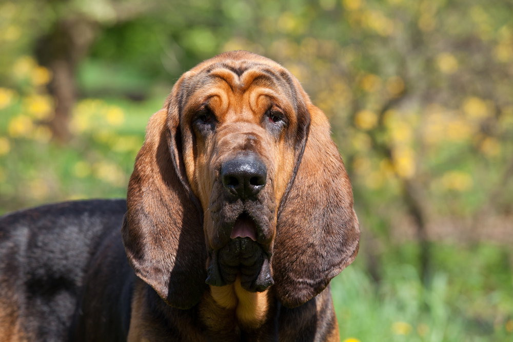 shutterstock_156292238