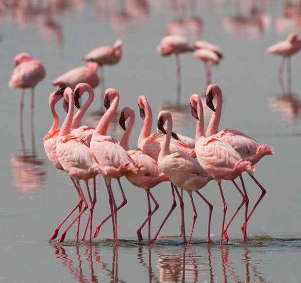 Flamingi