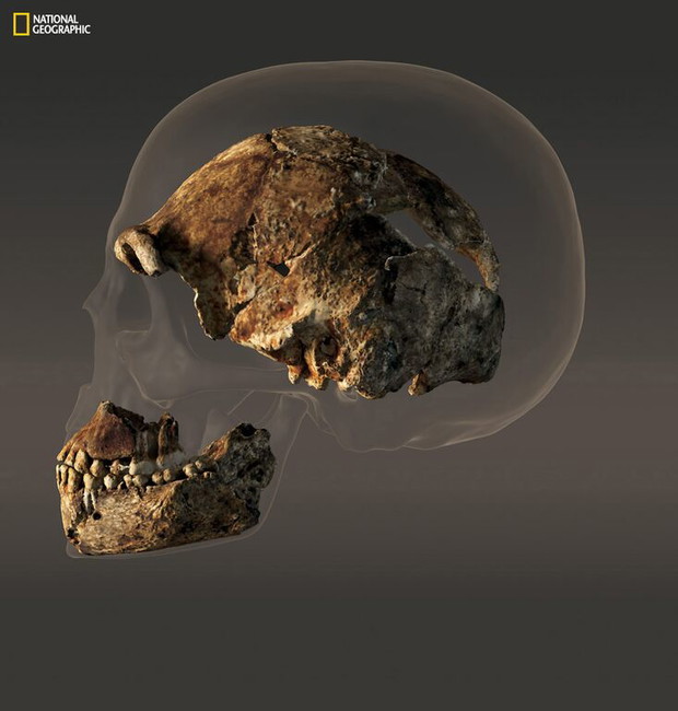 Homo naledi