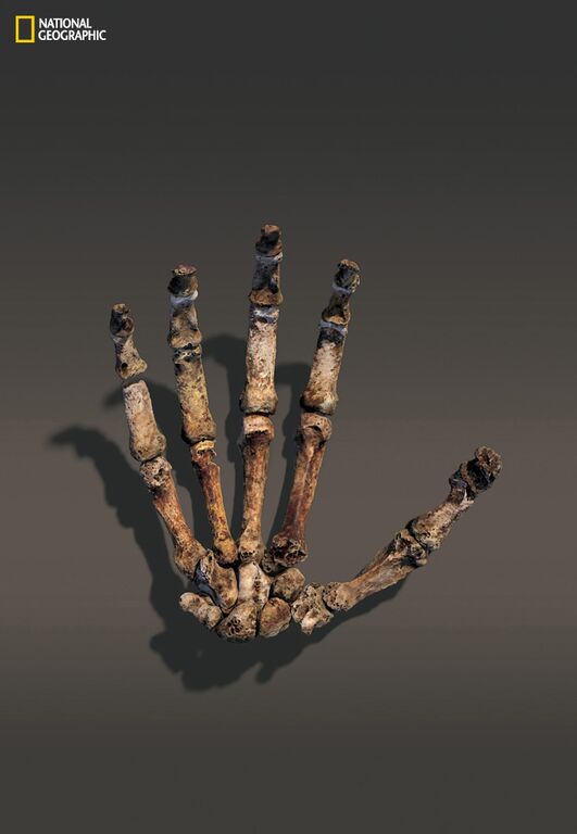 Homo naledi