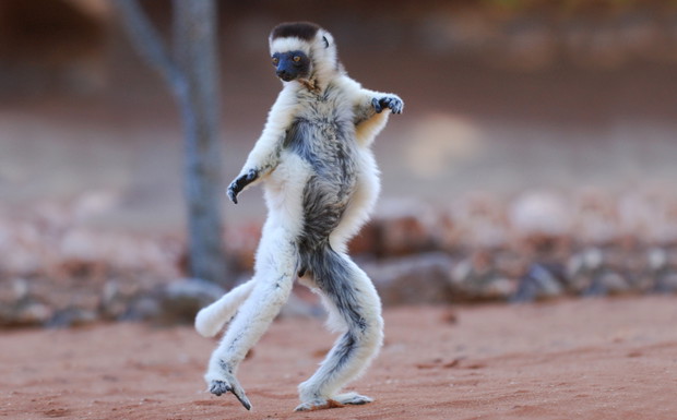 Lemur
